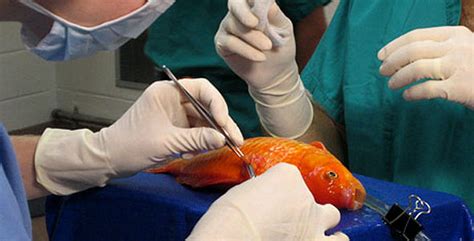 online fish vet|fish vet near me.